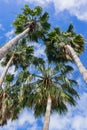 Palm trees on a blue sky and white clouds background, California Royalty Free Stock Photo