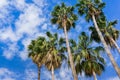 Palm trees on a blue sky and white clouds background, California Royalty Free Stock Photo