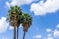 Palm trees on a blue sky and white clouds background, California Royalty Free Stock Photo