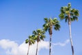 Palm trees on a blue sky and white clouds background, California Royalty Free Stock Photo