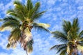 Palm trees on blue sky and white clouds background, palm branches on sky background, silhouettes of palm trees, crowns palms trees