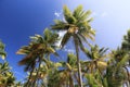 Palm trees on blue sky and white clouds on Martinique, perspective looking up Royalty Free Stock Photo