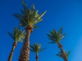 Palm trees in the blue summer sky. Vacation time. Royalty Free Stock Photo