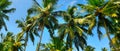 Palm trees in the blue sunny sky. Wide photo Royalty Free Stock Photo