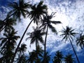 Palm trees, blus sky and white clouds