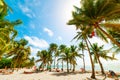 Palm trees in Bois Jolan beach in Guadeloupe