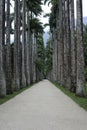 Palm trees at botanic gardens Rio de Janeiro Brazil.