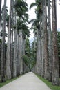 Palm trees at botanic gardens Rio de Janeiro Brazil.