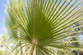 Palm trees botanical perennial lianas shrubs trees