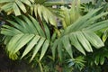Green leaves of Ivory Cane Palm or Pinanga coronata.