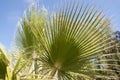 Palm trees botanical perennial lianas shrubs trees