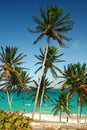 Palm trees at bottom bay Royalty Free Stock Photo