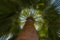 Palm trees bottom view. Top of palm tree against blue sky Royalty Free Stock Photo