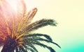 Palm trees branches against sky. Tropical background Royalty Free Stock Photo