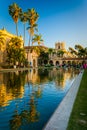 Palm trees and buildings reflecting in the Lily Pond