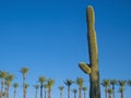 Palm trees and cactus in the blue summer sky. Vacation time. Royalty Free Stock Photo