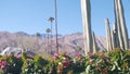 Palm trees, cactus, mountains, California valley nature. Arid desert oasis flora