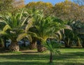 Palm trees Canary Island Date Palm Phoenix canariensis on green grass with young small Chinese windmill palm Royalty Free Stock Photo