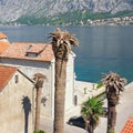 Diseases of palm trees. Canary Island date palms infected by pests red palm weevil. Montenegro, Bay of Kotor, Prcanj town