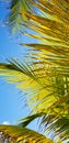 Palm trees on Cancun beaches