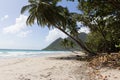 The palm trees on Caribbean beach, Martinique island. Royalty Free Stock Photo