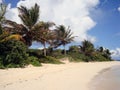 Palm trees on Caribbean beach