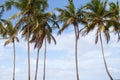 Palm Trees in Caribbean Beaches Royalty Free Stock Photo