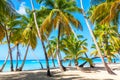 Palm trees on the caribbean tropical beach. Saona Island, Dominican Republic. Vacation travel background Royalty Free Stock Photo