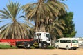 Palm trees and cars