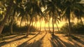Palm Trees Cast Long Shadows on a Sandy Beach at Sunset Royalty Free Stock Photo