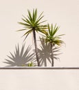 Palm trees casting shadow on wall at midday in summer