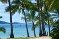 Palm Trees on Cateye Beach Royalty Free Stock Photo