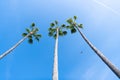 palm trees on cear blue sky background. flying bird and contrail. summer vacarion.