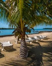 Palm trees and chairs in Belize Royalty Free Stock Photo