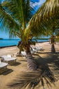 Palm trees and chairs in Belize Royalty Free Stock Photo