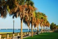 Palm trees in Charleston Waterfront Park