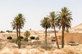 Palm trees in the city of Matmata, Tunisia, Africa