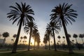 Palm trees in city park during sunrise, urban oasis