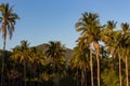 Palm trees on clear blue sky background. Philippines island nature. Sunset light on tropical island. Royalty Free Stock Photo