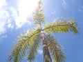 Palm trees. clear blue sky with shining sun. Royalty Free Stock Photo