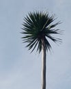 PALM TREES WITH CLEAR SKY BACKROUND Royalty Free Stock Photo