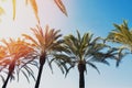 Palm trees on the clear sly backround, sunny toned photo. Royalty Free Stock Photo