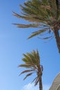 Palm trees bending in the wind Royalty Free Stock Photo