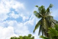 Palm trees and clouds