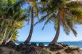 Palm trees on the coast of Basse-Terre, Trois Rivieres, Guadeloupe, Lesser Antilles, Caribbean