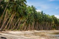 Palm trees on Coconut Beach in Port Barton, Palawan, Philippines Royalty Free Stock Photo