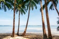 Palm trees on Coconut Beach in Port Barton, Palawan, Philippines Royalty Free Stock Photo