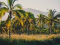 Palm trees at a coconut farm in Oahu Hawaii with mountains in the background during the daytime Royalty Free Stock Photo