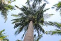 Coconut Palm trees with sky view Royalty Free Stock Photo