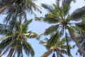 Coconut Palm trees with sky view Royalty Free Stock Photo